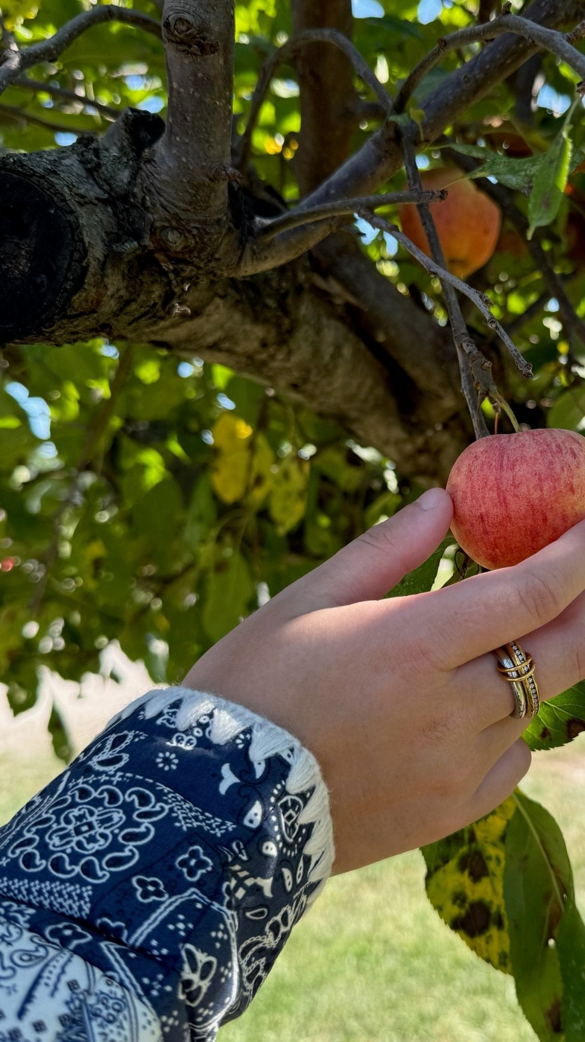 The Lasso Multi-Stack Western Ring - Allora